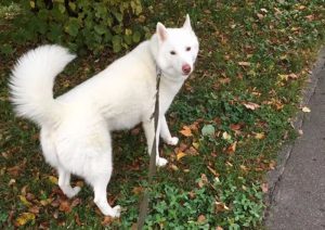 “Отрываю прям от сердца”. Что и кого продают гродненцы в связи с переездом отдают собаку хаски в связи с переездом