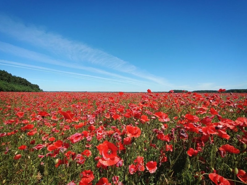 Маковое поле под Лидой