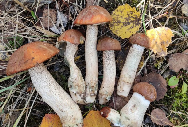 Грибы из Гродно. Фото: www.instagram.com/vesna_alena_/