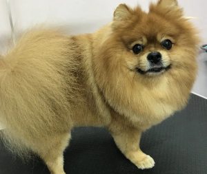 Реже купайте и используйте детский крем. Как заботиться о собаках зимой – советы грумера Собака после груминга Оли Веробей. Фото: https://www.instagram.com/fashion_dog_grodno/