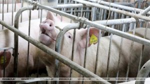 свинья парсючок