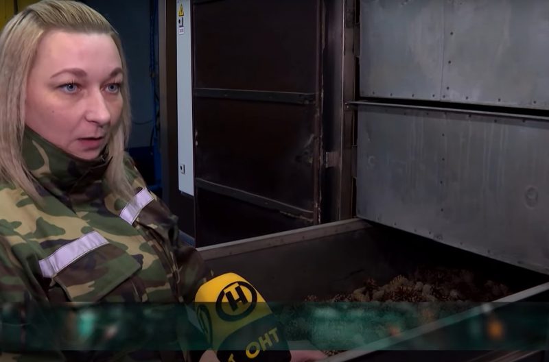 Зіма - час збору ўраджаю. Як у Гродзенскай вобласці вырошчваюць шышкі для ўсёй Беларусі