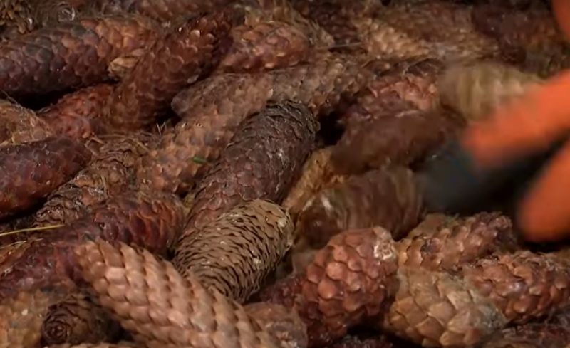 Зіма - час збору ўраджаю. Як у Гродзенскай вобласці вырошчваюць шышкі для ўсёй Беларусі