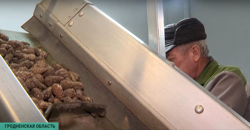 Зіма - час збору ўраджаю. Як у Гродзенскай вобласці вырошчваюць шышкі для ўсёй Беларусі