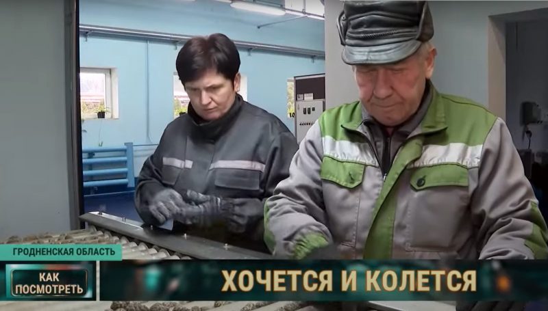 Зіма - час збору ўраджаю. Як у Гродзенскай вобласці вырошчваюць шышкі для ўсёй Беларусі