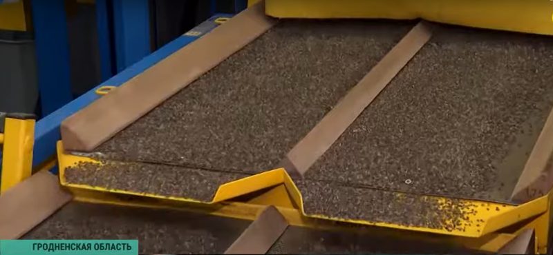 Зіма - час збору ўраджаю. Як у Гродзенскай вобласці вырошчваюць шышкі для ўсёй Беларусі