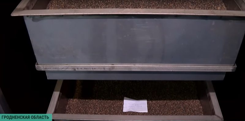 Зіма - час збору ўраджаю. Як у Гродзенскай вобласці вырошчваюць шышкі для ўсёй Беларусі