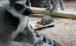 Лемуров в Гродненском зоопарке спасли от депрессии новыми соседями Лемуры и черепахи