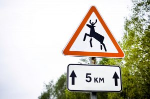 Как утилизировать авто в Беларуси? Советы для владельцев автохлама, которые не хотят терять денег дикое животное на дороге, дорожный знак с оленем