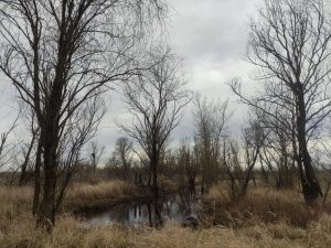 Белорусские болота