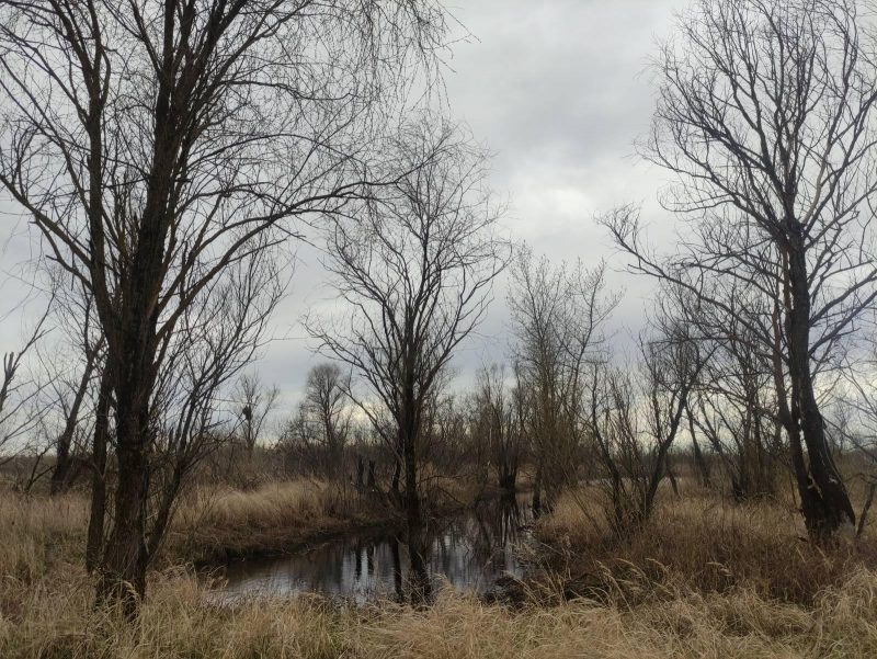 Возле Котры повторно заболотят торфяник. Его разрушили при торфодобыче Белорусские болота
