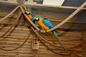 Все началось с бобра. Как живет старейший зоопарк Беларуси, которому исполняется 90 лет Попугайня в Гродно