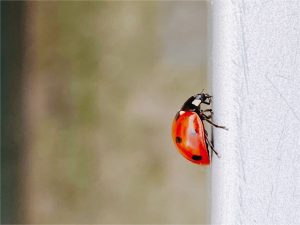 «Мы фашистов победили, победим и эту тварь»: гродненские школьники записали странную песню про коронавирус Божья коровка нашествие божьих коровок в Беларуси