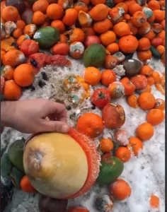 Гнилые манго для оленей. Сотрудник Караника выбросил испорченные фрукты у леса - люди возмутились гнилые фрукты для оленей от Караника