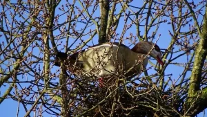 В Беловежскую пущу пришел медведь Нильский гусь