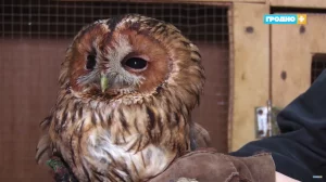 В Гродненском зоопарке спасают птиц. Как они туда попадают? Выратаваныя птушкі ў заапарку