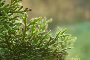 Под Гродно уничтожили конопляное поле