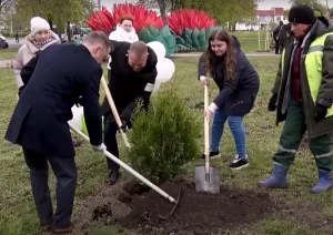 новые деревья в Гродно