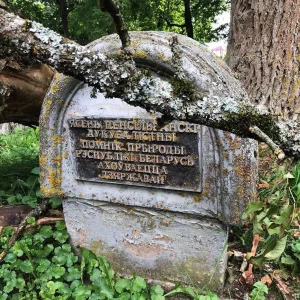 В Жемыславле перед дворцом сломалось ценное дерево - памятник природы республиканского значения Сломанный ясень в Жемыславле.