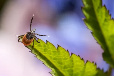 У гродненки не взяли клеща на проверку — “не сезон”. Спросили у экспертки, как должно быть (обновлено)