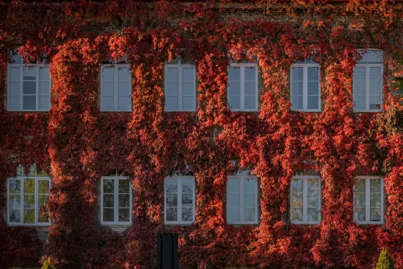 Главный корпус ГрГУ в октябре