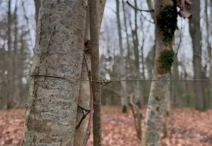 “Чуть голову не отрезало”. Байкеры в лесу Гродно нашли ловушку из проволоки - в дело вмешалась милиция Проволока для байкеров.