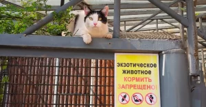Кошку Басю из Гродно номинировали на международную премию. Что не так с этой наградой и при чем здесь война в Украине? Кошка Бася в Гродненском зоопарке. Фото: Гродненский зоопарк