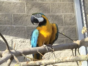 На мартышку - 600 рублей, а на зубра - 8000. Как стать опекуном животных в Гродненском зоопарке