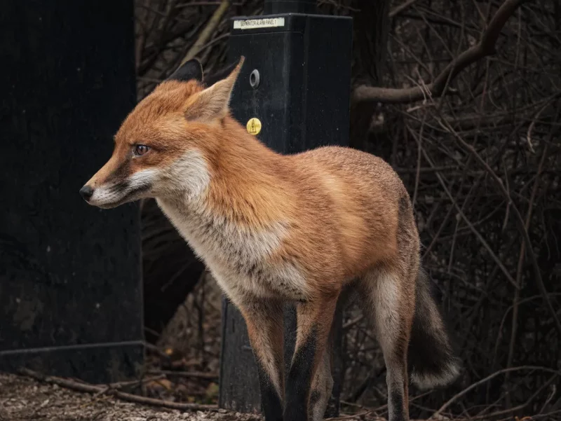 В Гродно лиса растерзала кота: в одном из районов города животных все больше Лиса в Гродно