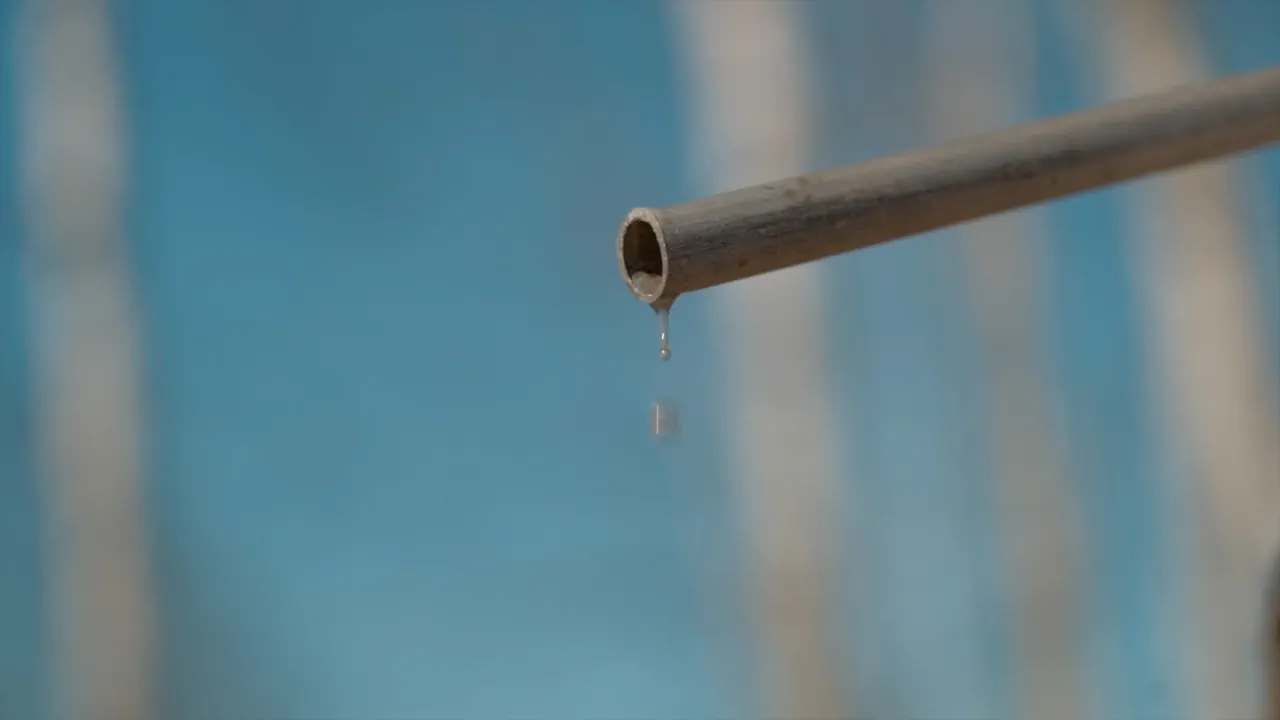 Добыча березового сока. Фото: Hrodna.life / MOST