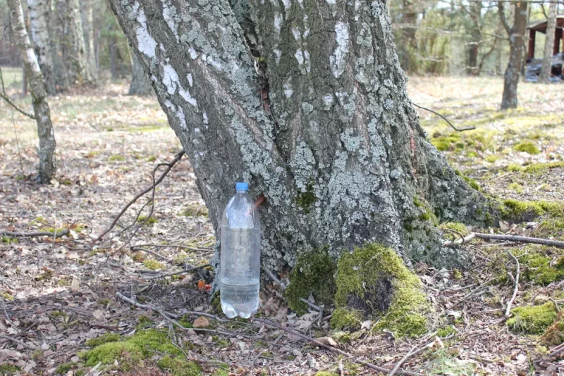 С одной березы — до 200 литров. Как белорусам добыть березовый сок на родине и в эмиграции