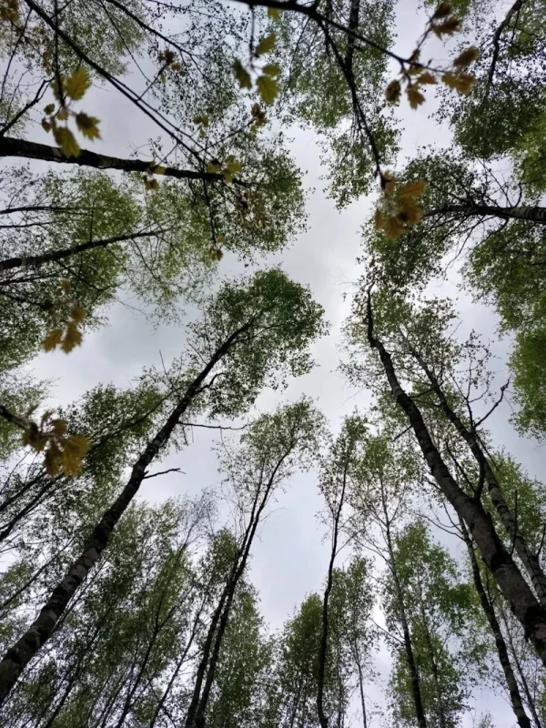 бярозы ў гаі Юрыя Каліны, дзе можна здабываць бярозавы сок