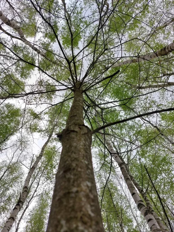 Бярозавы гай. Фота з архіва Юрыя Каліны