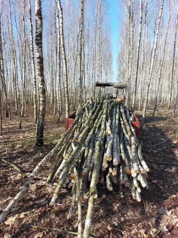 Бярозавы гай. Фота з архіва Юрыя Каліны