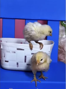 В центре Гродно открылась фотостудия — клиентов завлекают живыми цыплятами В центре Гродно открылась фотостудия — клиентов завлекают живыми цыплятами