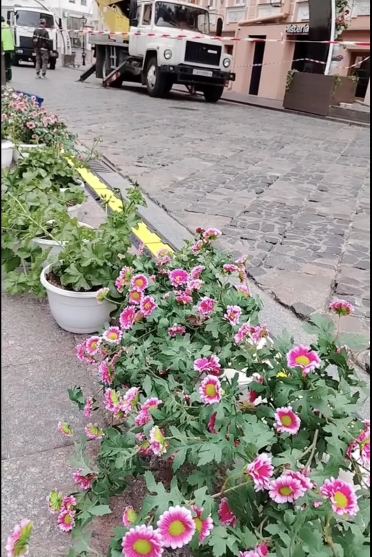 Арки на Советской уже украсили цветами — горожане сравнивают  улицу с «маленькой Голландией» 