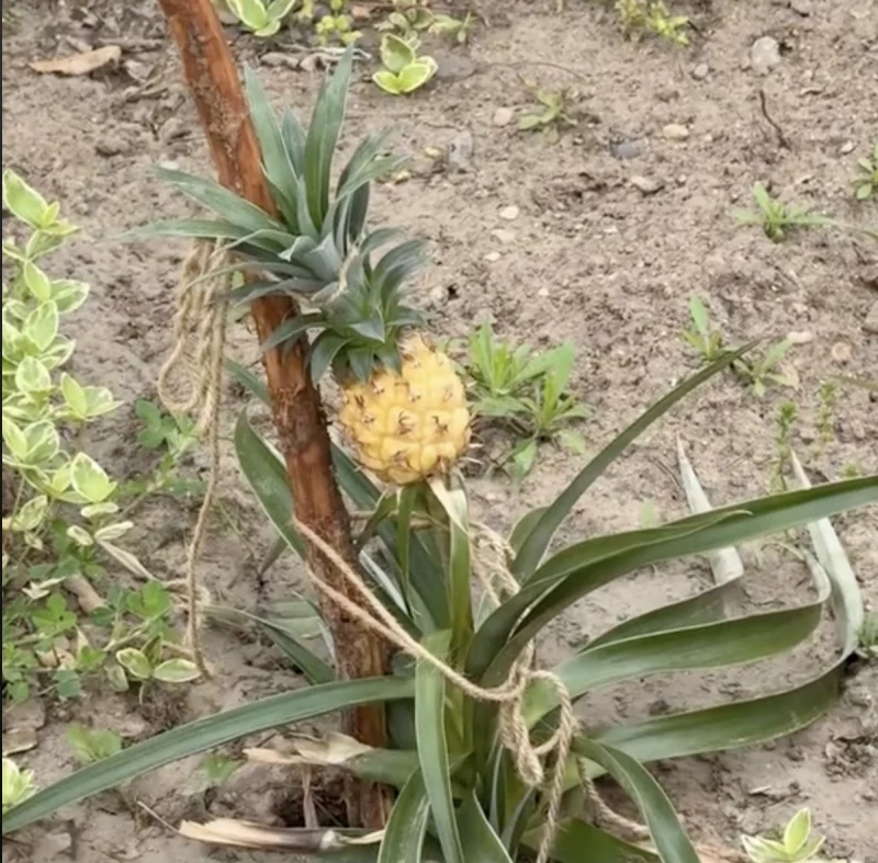 У Гродне на адным з кветнікаў вырас ананас