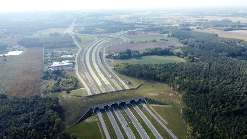 Гродзенскія ўлады агародзяць трасы ад дзікіх жывёлін. Папярэднія спробы аказаліся неэфектыўнымі
