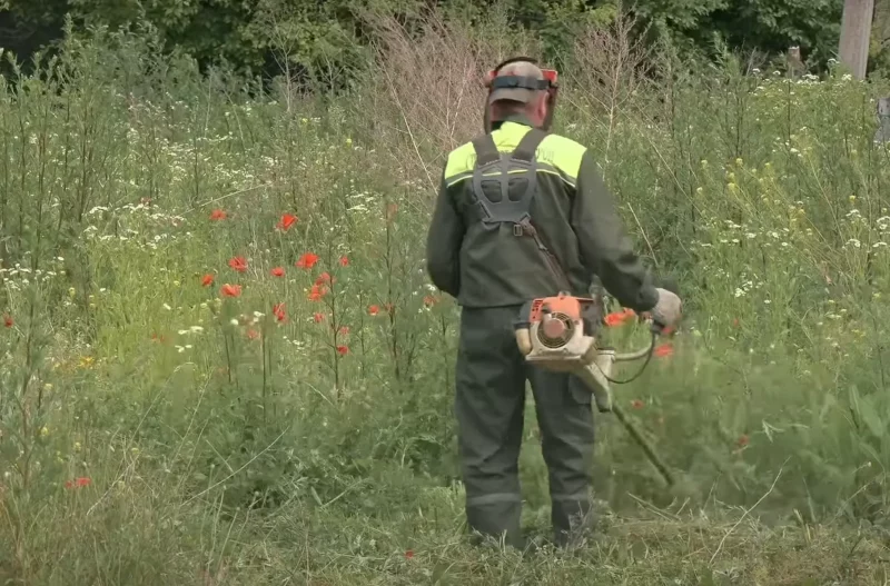 У Гродне знайшлі поле з макам і паспрабавалі абвінаваціць мясцовых жыхароў — усё праз новыя правілы пра касьбу каля прыватных дамоў
