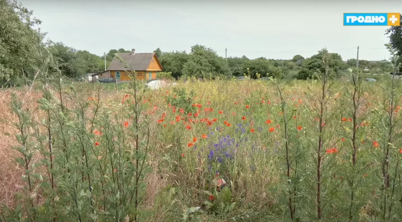 В Гродно нашли поле с маком и попытались обвинить местных жителей - все из-за новых правил о косьбе возле частных домов маки в Гродно, маковое поле