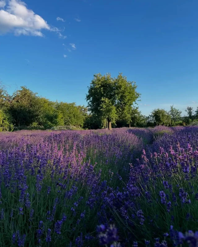 Лавандовый сезон в Гродно и области: куда сходить и где сделать фото? 