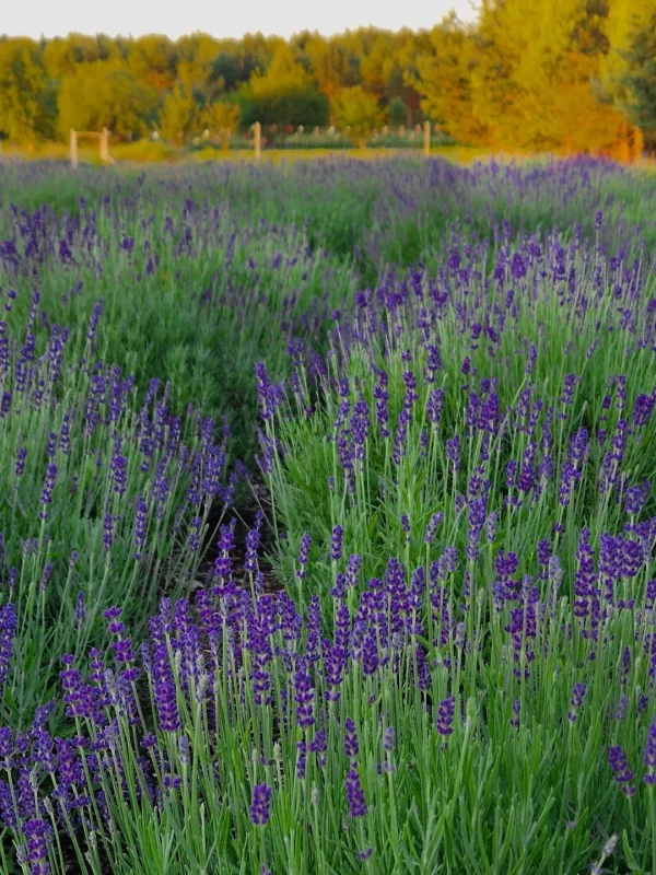 Лавандовый сезон в Гродно и области: куда сходить и где сделать фото? 
