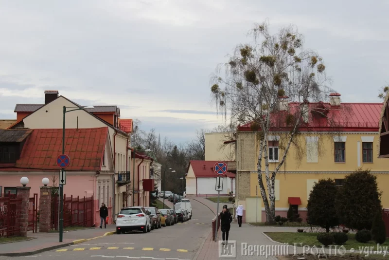 Дрэваў будзе яшчэ менш? Навукоўцы і азеляніцелі абмяркоўваюць, што рабіць з распаўсюджваннем амелы ў Гродне