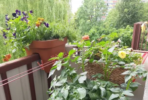 Огород на балконе Ольги. Фото представлены героиней