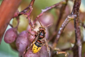В Гродно стало больше ос и шершней: что делать, если нашли гнездо и как защититься от насекомых В Гродно стало больше ос и шершней: что делать, если нашли гнездо и как защититься от насекомых