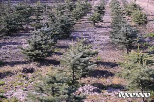 Объекты без «пиара»: Гродненский лесхоз открывает новые туристические маршруты Объекты без «пиара»: Гродненский лесхоз открывает новые туристические маршруты