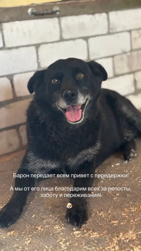 Узнали, где теперь гродненский инстаграмный пес Барон, на которого вызвали отлов 