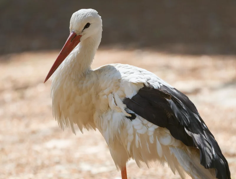 В центре Гродно поселился аист. Горожане попытались ему помочь, но вышло не сразу