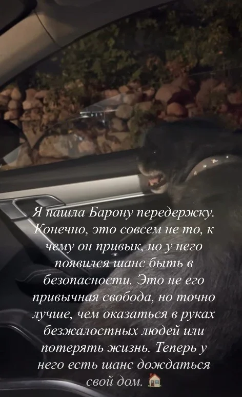 «Есть шанс дождаться свой дом». Гродненскому инстаграмному псу Барону нашли временную передержку