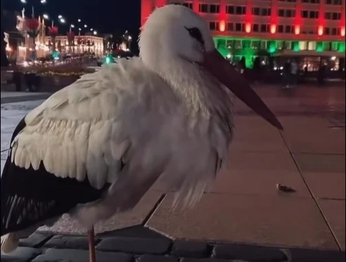 В центре Гродно поселился аист. Горожане попытались ему помочь, но вышло не сразу